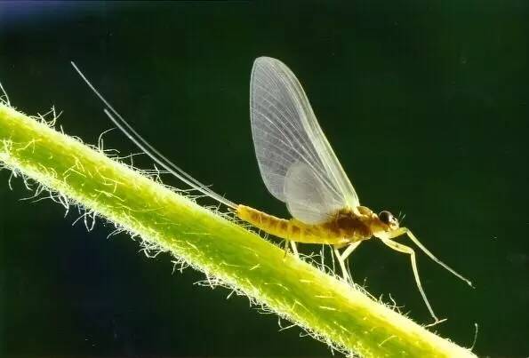 蜉蝣(蜉蝣目ephemeroptera,英文名 mayfly倒是挺贴切的,它们正是在