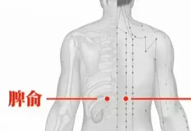 【国医·养生】脾俞——补脾止泻的特效穴