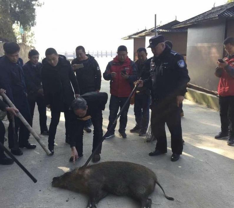 200斤野猪闯进涪陵一景区道路 民警两枪击毙