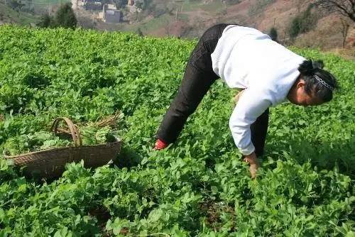 四川人才知道的12种叶叶菜，节后发胖的你一定需求！