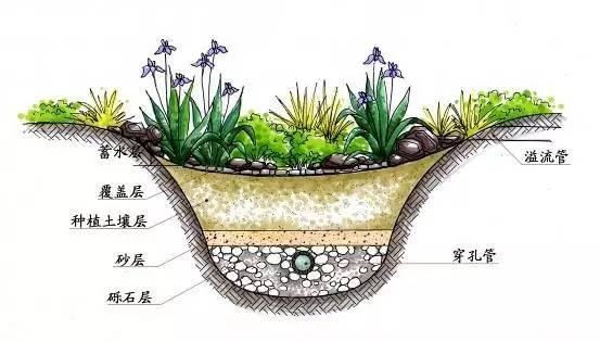 雨水花园功能示意图