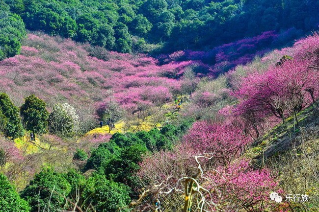 【乐行族|休闲】2月11日&12日 山间梅花谷,暗香浮动,灿若云霞,访耕读