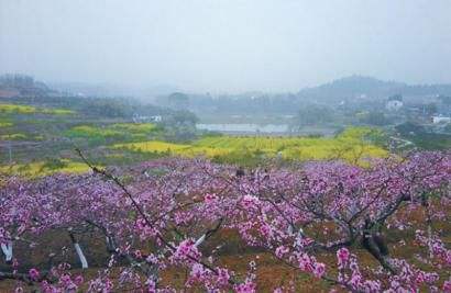 西充古楼桃花节要开始啦!