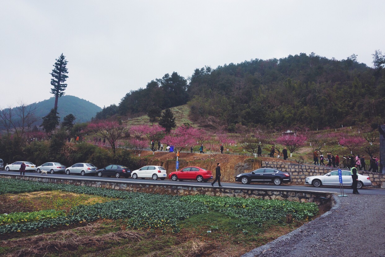 进化吉山梅花节开幕 爱你"梅"商量 周末约起