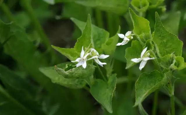 这些以"鸡"为名的植物你认识几个?