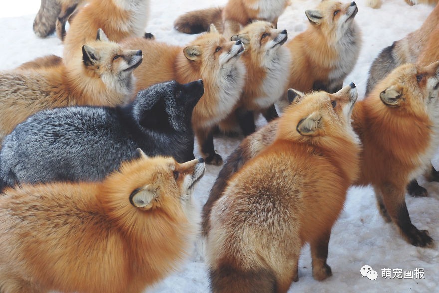 冬天,日本狐狸村的狐狸看上去都胖胖的