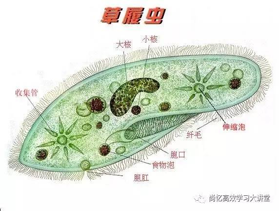 学习方法 | 背课文万能公式应用之生物记忆