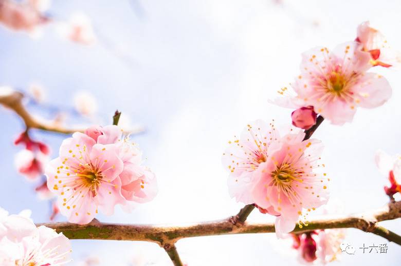 旅行问答 | 到日本看樱花的最佳时间和地点有哪