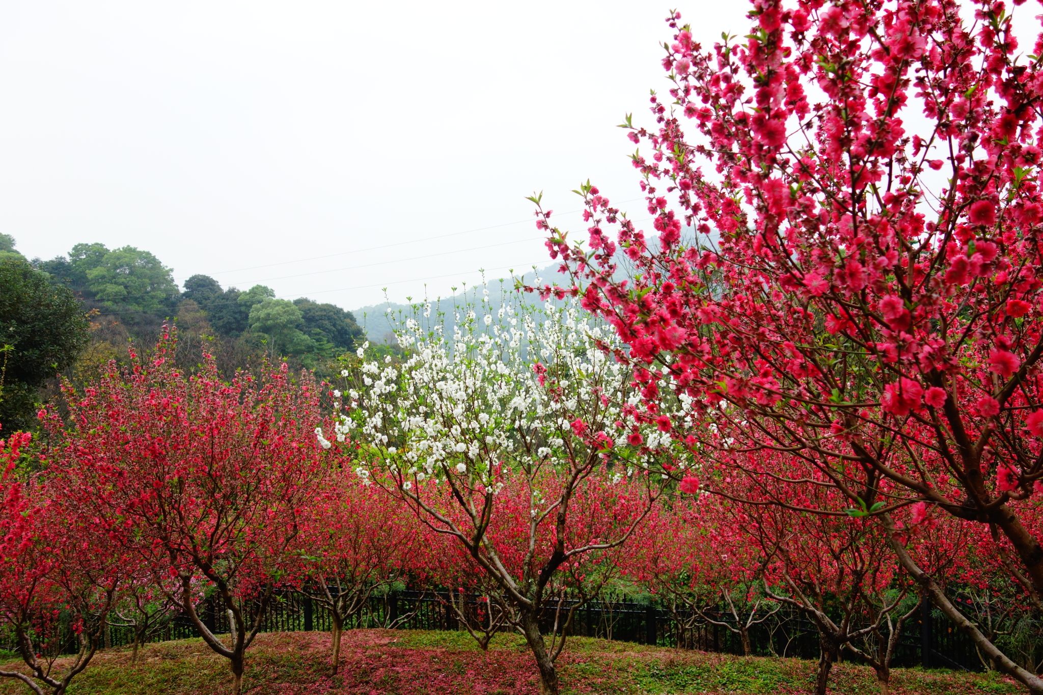 广州白云山桃花涧