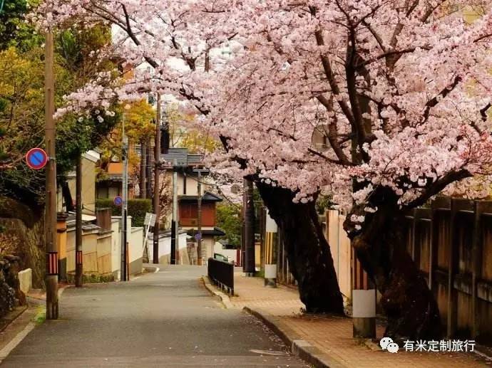 2017日本樱花季最新预测指南| 桜吹成雪,悸动的