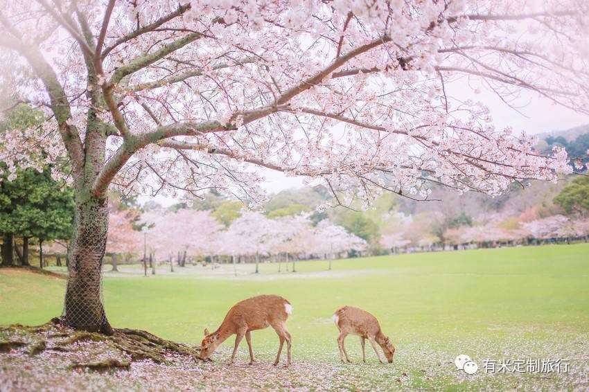 2017日本樱花季最新预测指南 | 桜吹成雪,悸动