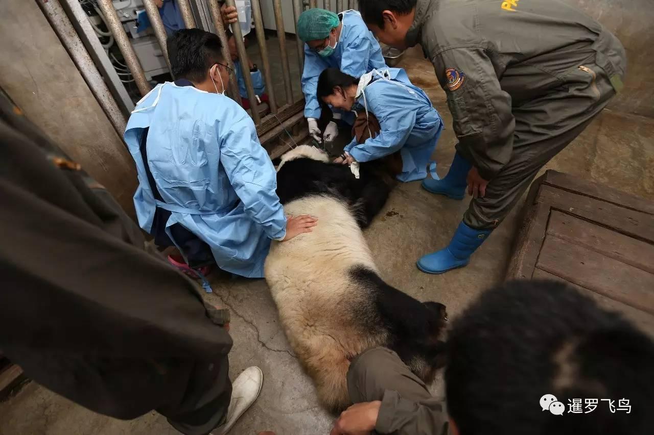 中国大熊猫林惠在泰国清迈人工授精将生二胎