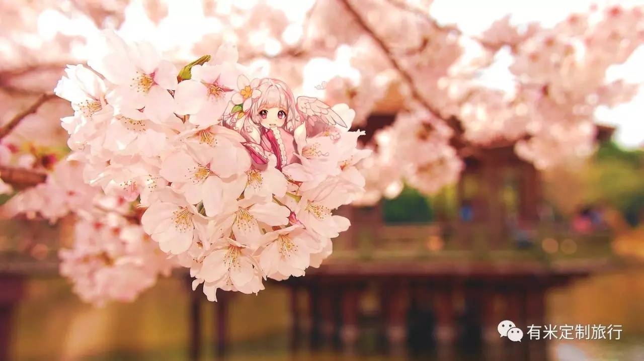 搜狐公众平台 - 2017日本樱花季最新预测指南