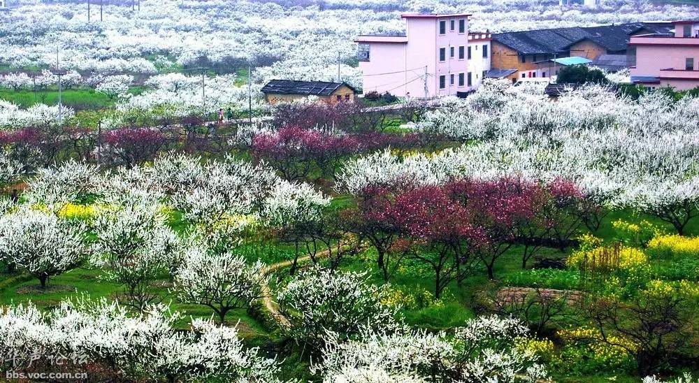 田野,农舍村边,金黄色的油菜花点缀其间,与桃红李白交错成美丽的色彩