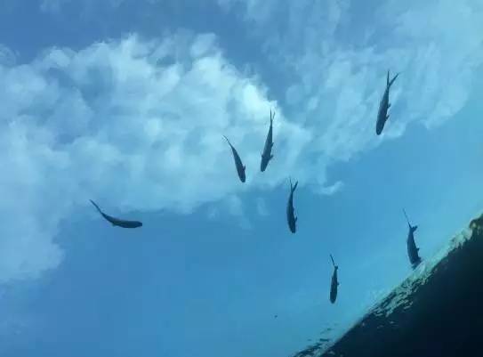 游在天上的海水鱼