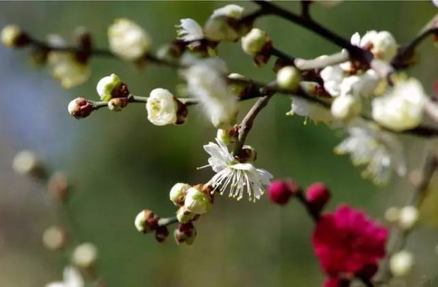 立春雪里梅花分外艳,西安赏梅全攻略,约?