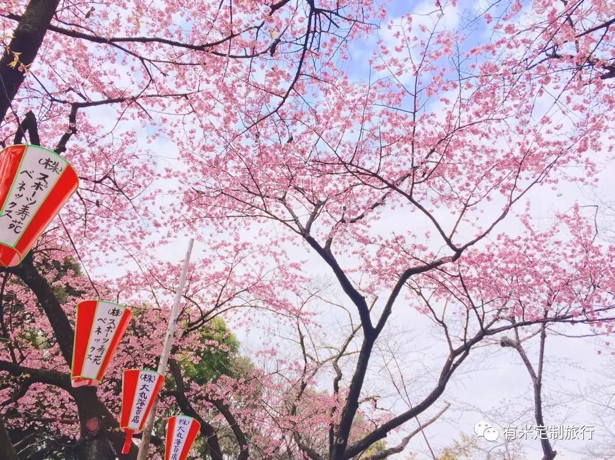 2017日本樱花季最新预测指南 | 桜吹成雪,悸动