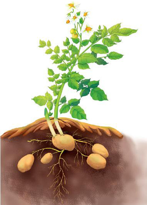 发芽的土豆不能吃做成盆栽赏花吃土豆刚刚好