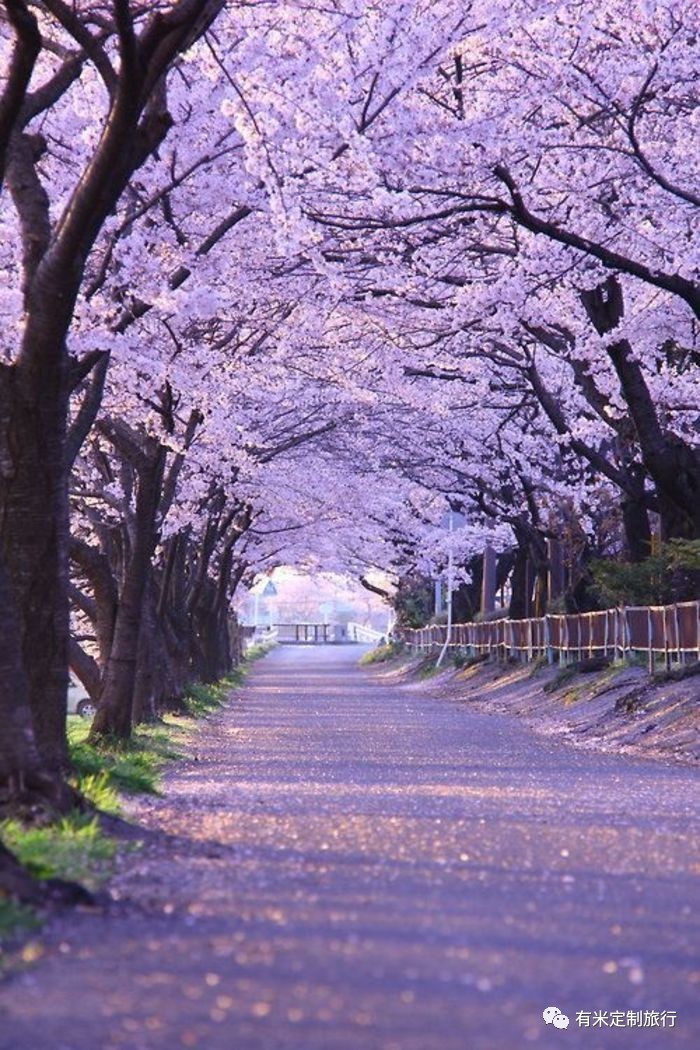 2017日本樱花季最新预测指南 | 桜吹成雪，悸动的是一颗颗微妙的少女心-搜狐旅游