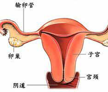 原因二:卵巢因素 卵巢发育不全,黄体功能不全