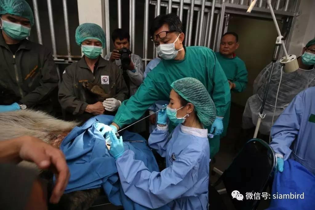 中国大熊猫林惠在泰国清迈人工授精将生二胎
