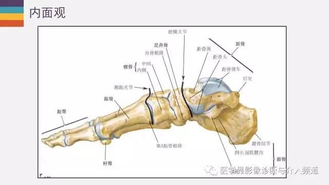 详尽的踝关节解剖及mr表现,拿走不谢!