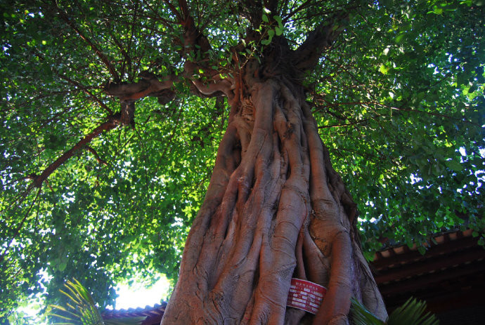 因佛教的创始人释迦牟尼在菩提树下悟道,才得名为菩提树,"菩提"意为"
