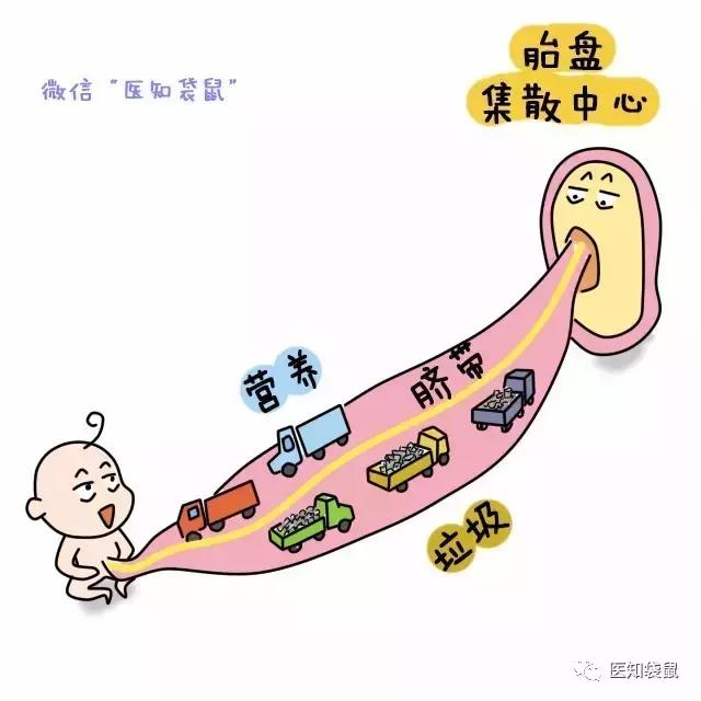 吃胎盘真的能大补?