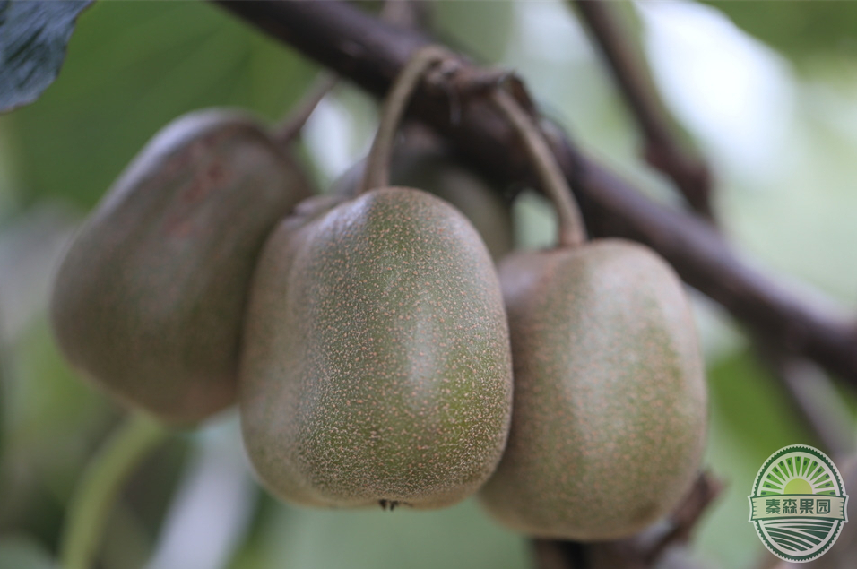 猕猴桃的品种有哪些，你知道的吗？