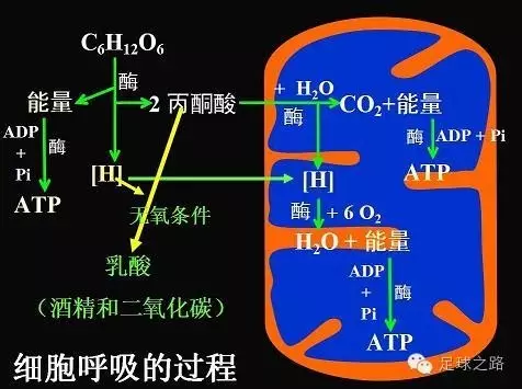 站立的原理是什么_人物速写站立(3)