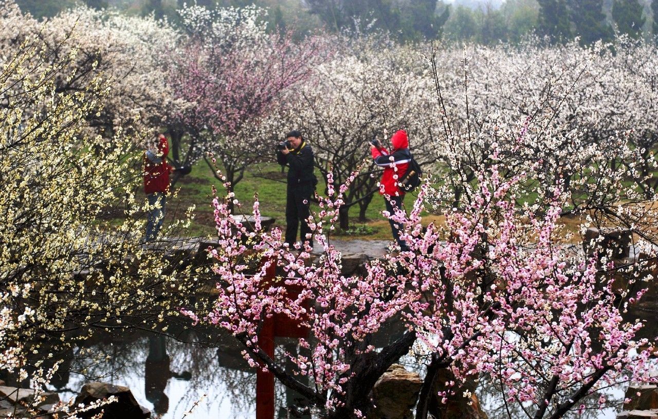 合肥周边九大醉美梅花海,现在去就能看到!