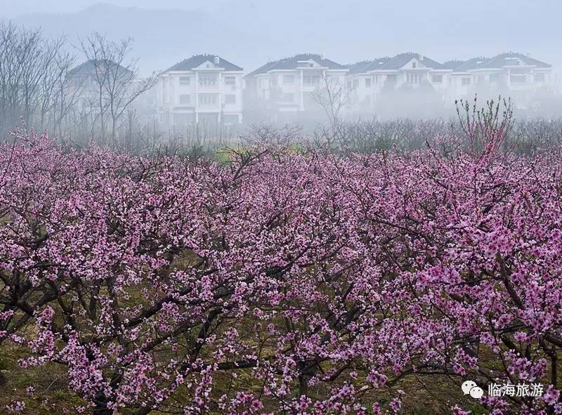 白水洋镇上官村,官溪村,溪头村及周边村落 假如《三生三世十里桃花》