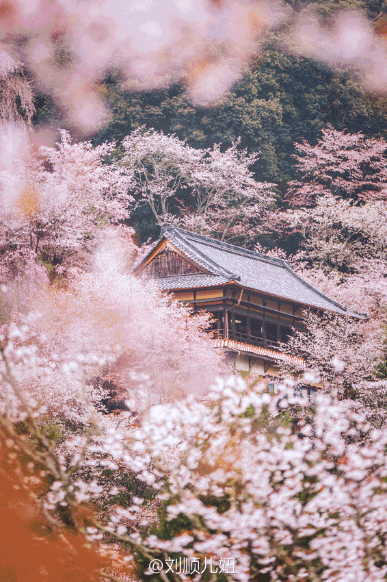 日本赏樱往返低至￥1199 | 17年樱花季,再不订就没了.