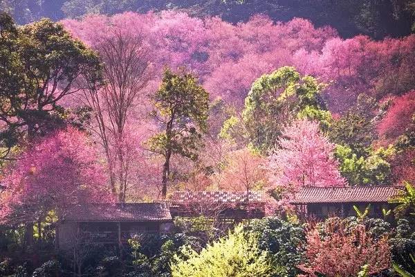 2017年樱花有望提前开放!全球20个赏樱圣地拍过瘾