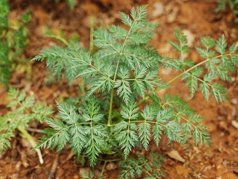 【汇森本草《本草纲目》之芎穷 可治妇科疾病