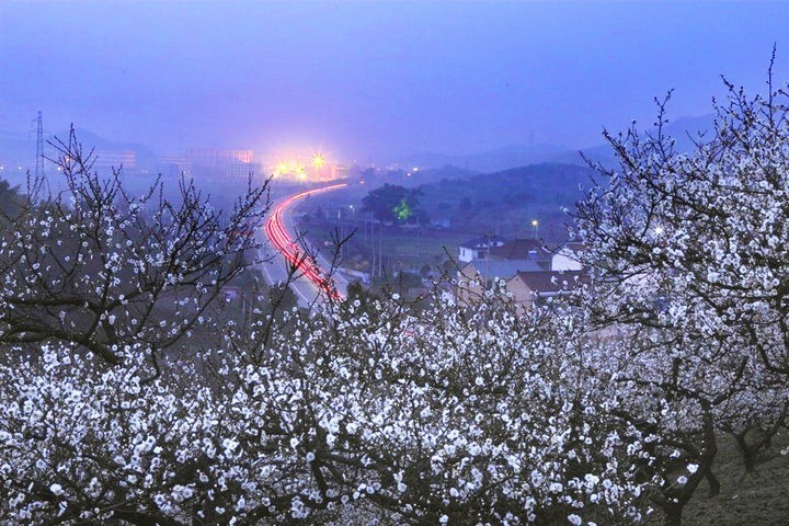 赏梅同时,大家还可以到"香雪农庄"和周边的"山里人家"里品舜龙茶,尝