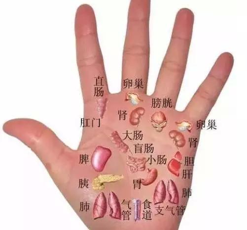 脾的保养在左手,可触摸手心面紧靠大拇指指根的部位, 版权xbxys.