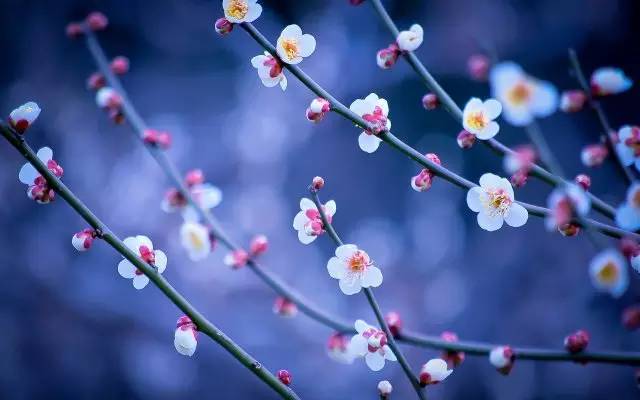 中国诗词大会丨细雨三更花又飞:"飞花令"制胜攻略