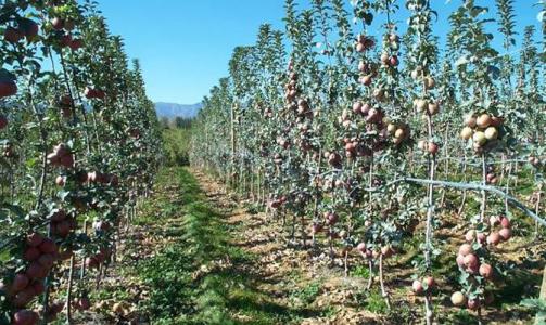 合水建成苹果矮化密植示范园2900亩