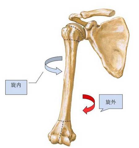 实用贴!保护"网球人"肩关节的五个经典练习