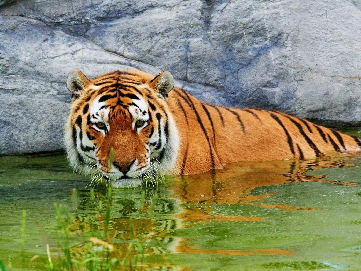 男子跳进动物园虎山，被200公斤重的老虎咬死，竟因为痴迷老虎已久 - 知乎