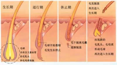 冰点激光脱毛的原理_冰点激光脱毛原理:   冰点激光脱毛,是利用冰点激光深入毛囊组织,激光可(3)