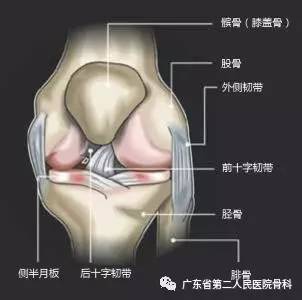 膝枢纽内侧副韧带损伤与修复案例分享待人如己