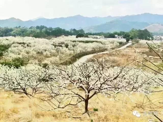 九峰镇人口_人口普查