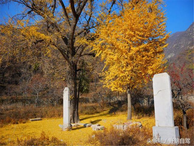 共葬金代"始祖"至章宗17个皇帝,后妃及诸王,是北京地区第一个皇陵,比