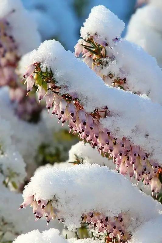 【下雪啦】难得一见的雪中花,美到心醉!