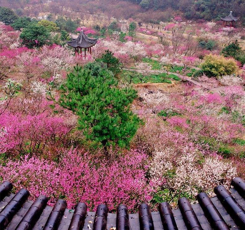 九峰山梅花园   寻梅犹未尽