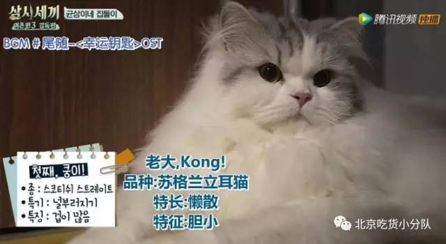 但有两个比明星还抢眼的萌物—尹均相的两只猫猫kong和mong