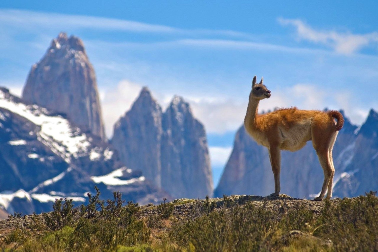 当地最常见的野生物"guanaco"是一种栗色羊驼,与其它羊驼不同,它并不