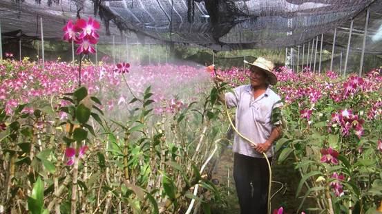 走进千家万户的鲜花生意